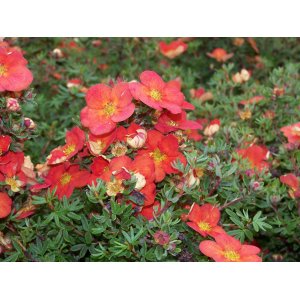 Nátržník krovitý (Potentilla fruticosa) ´MARIAN RED ROBIN´ ® - výška 20-30 cm, ⌀ 30-50 cm, kont. C3L  (-34°C)